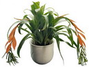 Billbergia nutans